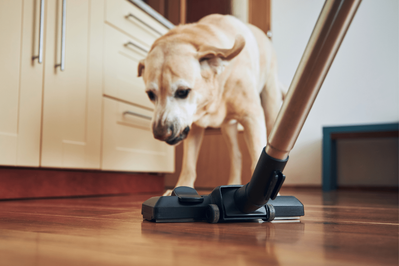 Animal cordless vacuum cleaner